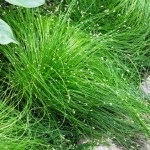 Izolepis elegant, isolepis drooping (isolepis cernuas)