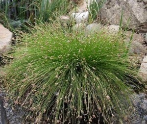 Izolepis elegant, isolepis drooping (isolepis cernuas)