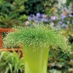 Izolepis elegant, isolepis drooping (isolepis cernuas)