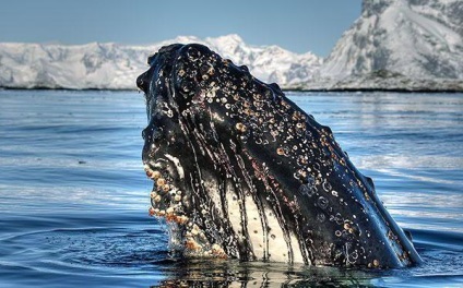 Ce oceane sunt climatul antarctic și ecosistemul Antarcticii