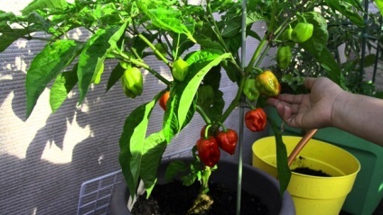 Milyen zöldségeket lehet termeszteni egy ablakpárkányon, erkély, agro-Gazette