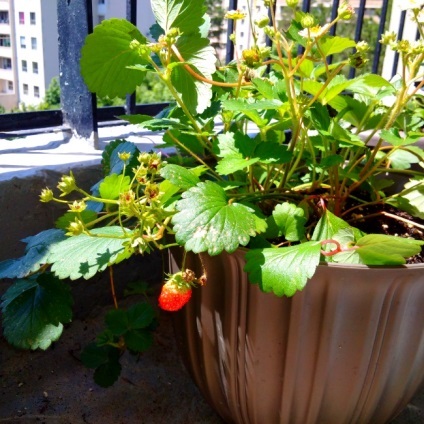 Ce legume pot fi cultivate pe un prag de fereastră și un balcon, buletin agroindustrial