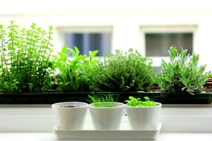 Ce legume pot fi cultivate pe un prag de fereastră și un balcon, buletin agroindustrial