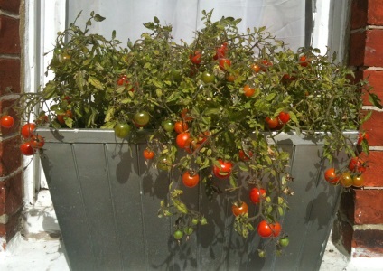 Ce legume pot fi cultivate pe un prag de fereastră și un balcon, buletin agroindustrial