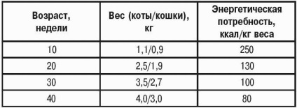 Яким повинен бути вага кошеня в перший рік його життя