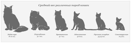 Care ar trebui să fie greutatea pisicii în primul an al vieții sale?