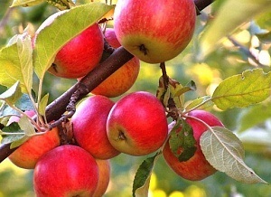 Cum să cumpărați un măr de 10 ani sau alt măr mare în grădină