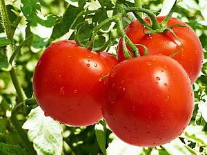 Як ми помідори тирілі