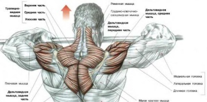 Cum de a instrui trapezul numai cele mai eficiente exerciții - viața mea