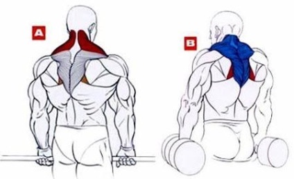 Cum de a instrui trapezul numai cele mai eficiente exerciții - viața mea
