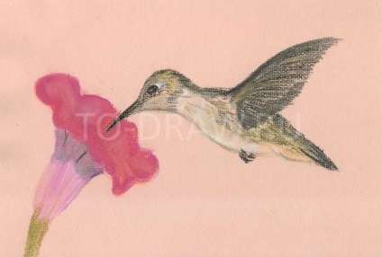 Як намалювати колібрі пастельними олівцями поетапно птиці