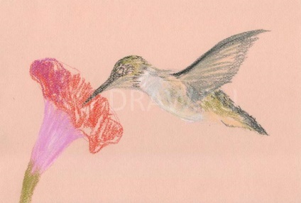 Cum să atragă colibri în creioane pastelate în etape de păsări