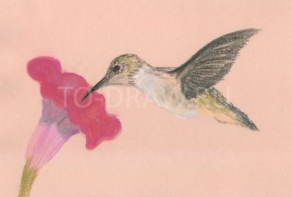 Cum să atragă colibri în creioane pastelate în etape de păsări