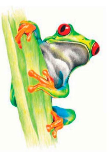 Як намалювати жабу кольоровими олівцями