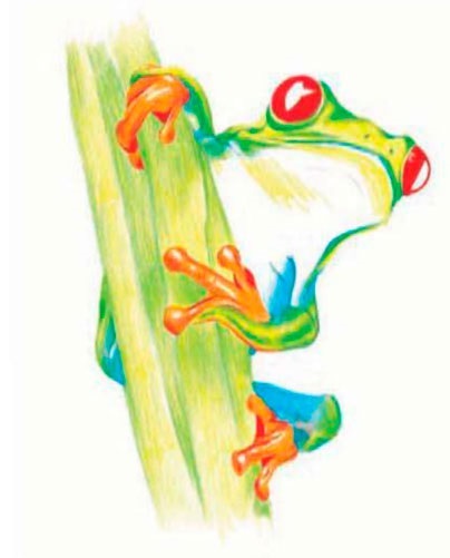 Як намалювати жабу кольоровими олівцями
