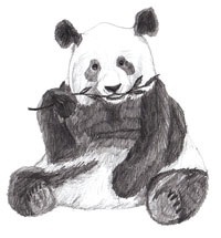 Як намалювати поетапно білого ведмідь