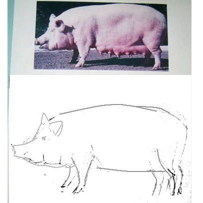 Як намалювати свиню правильно