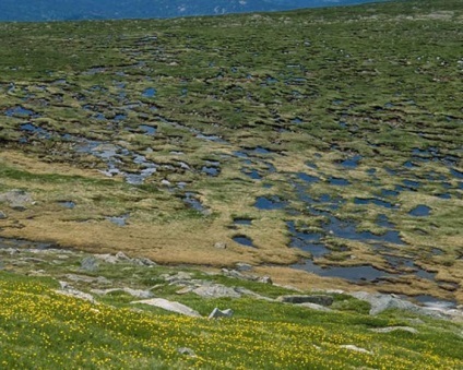 Cum sa desenezi o tundra, flora si fauna ei