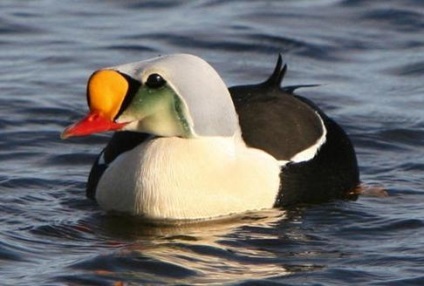 Cum sa desenezi o tundra, flora si fauna ei