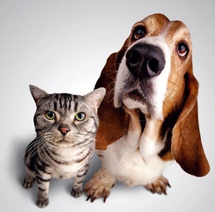 Як знайти спільну мову з собакою чи кішкою