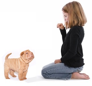 Як знайти «спільну мову» з собакою - розплідник шарпея холленс стоун г