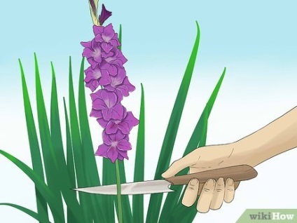 Cum să clipi un gladiol