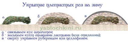 Як підготувати і вкрити троянди на зиму - способи укриття відео