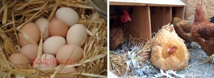 Cum să puneți ouăle sub o carne de pui