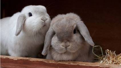 Як подружити двох кроликів