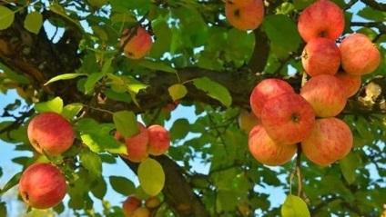 Як правильно купити саджанці яблунь