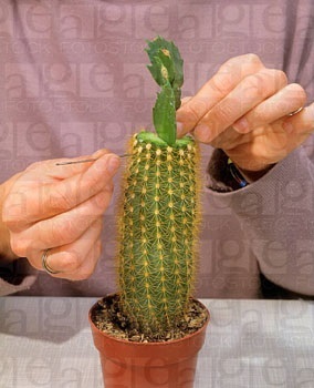 Cum să vaccinați în mod corespunzător un cactus