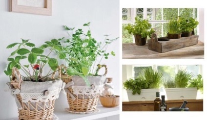 Як правильно вирощувати зелень на кухні, блог