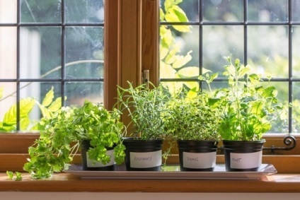 Cum să crească verdeață în bucătărie, blog