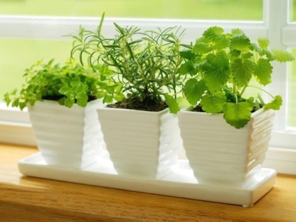 Cum să crească verdeață în bucătărie, blog