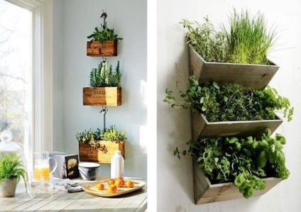 Як правильно вирощувати зелень на кухні, блог