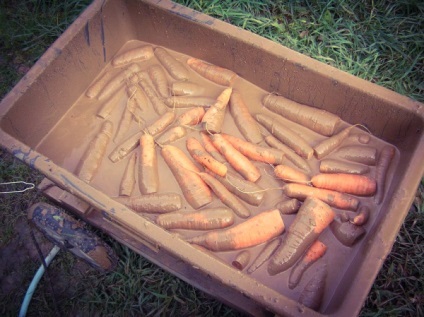 Як правильно зберігати моркву в погребі взимку