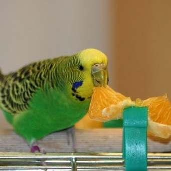 Як привчити папугу їсти фрукти