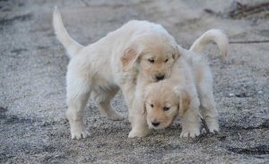 Як привчити цуценя хаскі до лотка, мій щеня