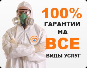 Як розмножуються клопи як швидко зростає популяція клопів в квартирі