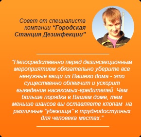 Як розмножуються клопи як швидко зростає популяція клопів в квартирі