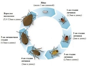 Hogyan lehet reprodukálni a hibákat, hogy milyen gyorsan növekvő népessége poloska a lakásban