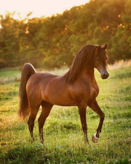 Як розучити кінь брикатися - сайт про коней
