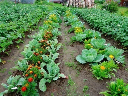 Cum să plantezi legume într-o zonă de grădină pentru a crește randamentul, topfazenda