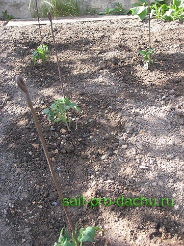 Cum să planteze roșii în materialul de răsaduri de pe teren deschis și fotografii pe bază de turn