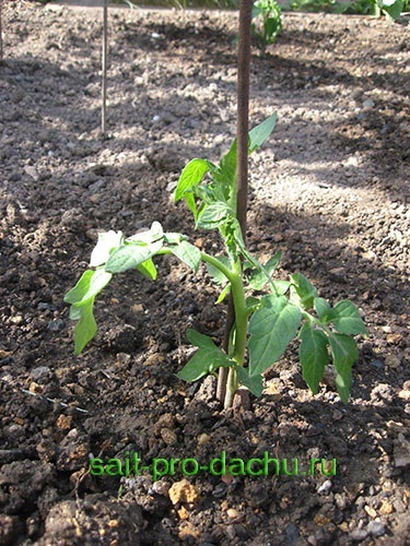 Як садити помідори у відкритий грунт розсадою відео і покрокове фото