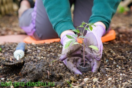 Cum să planteze roșii în materialul de răsaduri de pe teren deschis și fotografii pe bază de turn