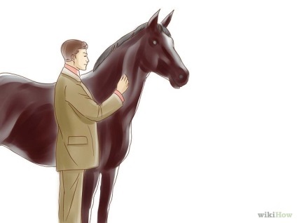 Як зробити ін'єкцію коні