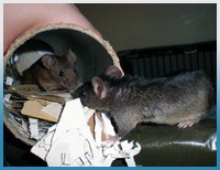 Як впоратися з мишами і щурами