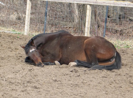 Cum caii dorm
