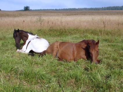 Як сплять коні